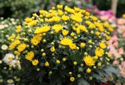 Chrysantheme