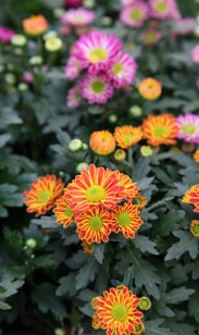 Chrysantheme