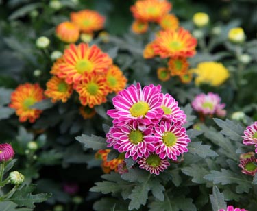 Chrysantheme