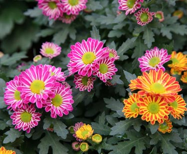 Chrysantheme