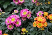Chrysantheme