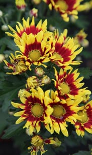 Chrysantheme
