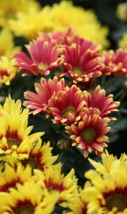 Chrysantheme