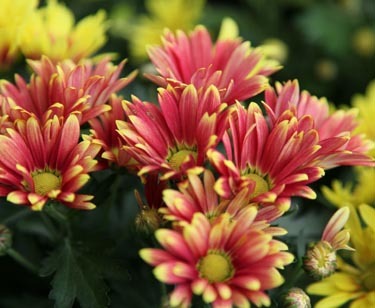 Chrysantheme