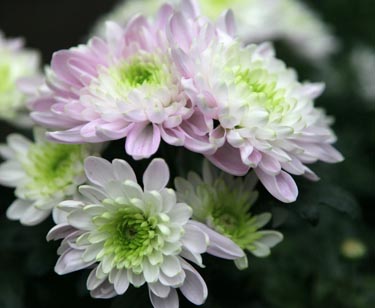 Chrysantheme
