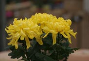Chrysantheme