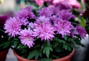 Chrysanthemen-Schale