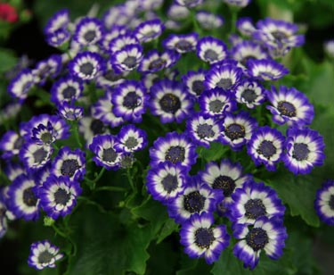 Cinerarie