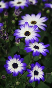 Cinerarie