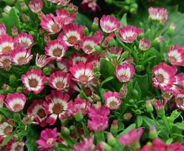 Cinerarie
