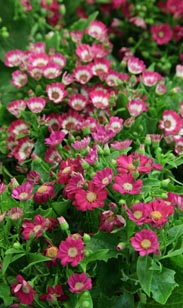 Cinerarie