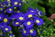 Cinerarie