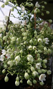 Clematis Early Sensation