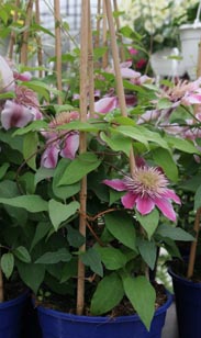 Clematis gefüllt