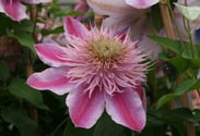 Clematis gefüllt