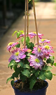 Clematis gefüllt