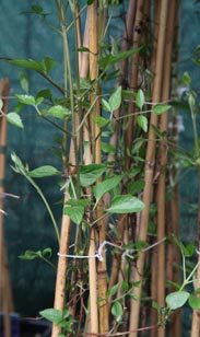 Clematis
