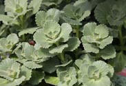 Coleus Canina
