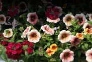 Confetti Garden
