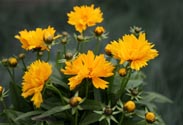 Coreopsis