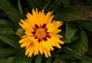 Coreopsis