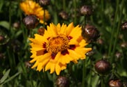 Coreopsis