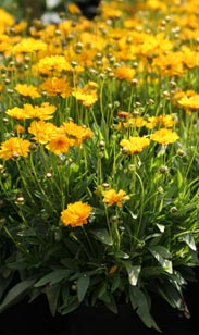 Coreopsis