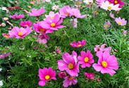 Cosmea