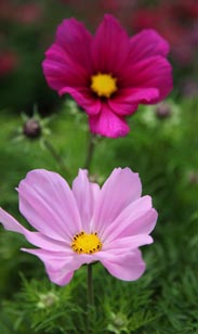 Cosmea