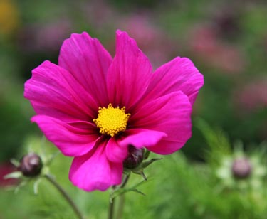 Cosmea
