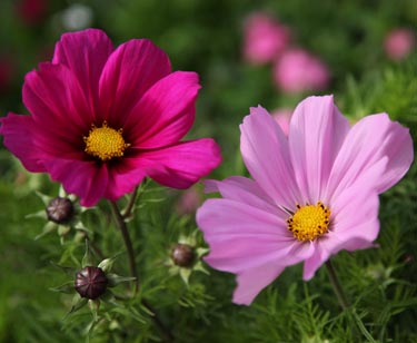 Cosmea