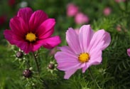 Cosmea