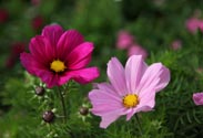 Cosmea