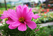 Cosmea