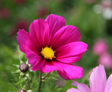 Cosmea