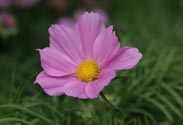 Cosmea
