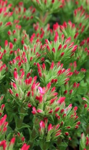 Crassula
