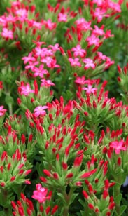 Crassula