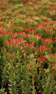 Crassula