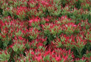 Crassula
