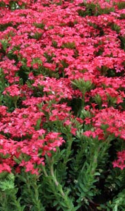 Crassula