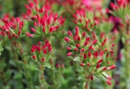 Crassula