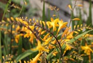 Crocosmia Montbretiens