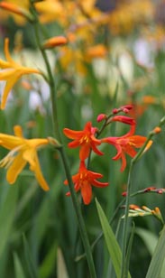 Crocosmia Montbretiens