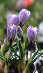 Crocus