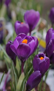 Crocus