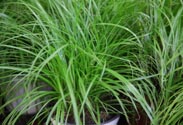 Cyperus