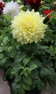 Dahlie großblütig