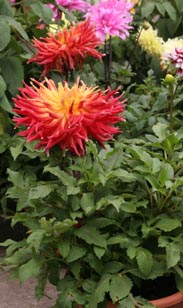 Dahlie großblütig