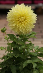 Dahlie großblütig